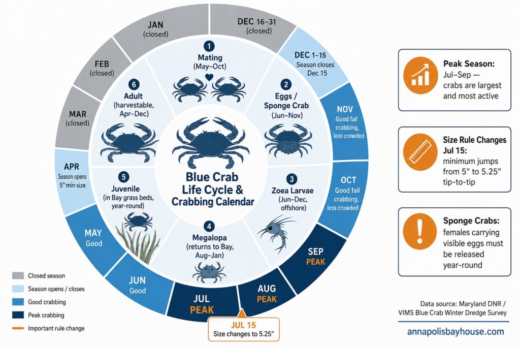 Blue crab life cycle and Maryland crabbing season calendar. Data: Maryland DNR / VIMS Blue Crab Winter Dredge Survey.