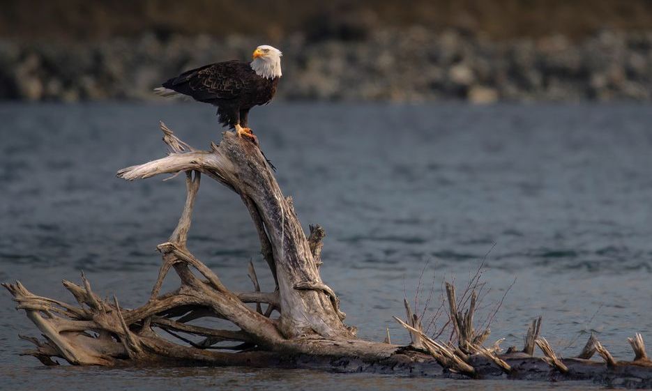 bald eagle perched on a dead tree over water