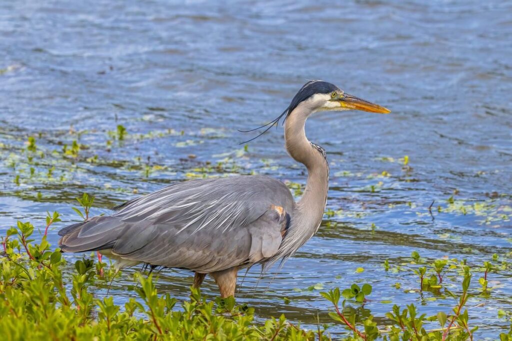great blue heron