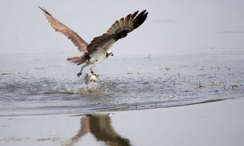 osprey lifting fish