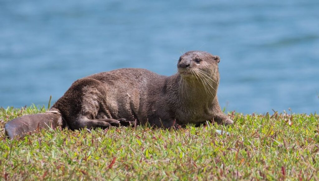 river otter