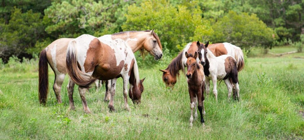 wild ponies
